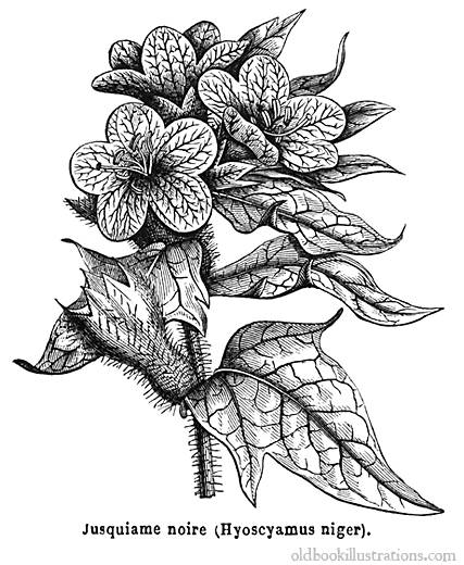 dessin botanique de la jusquiame noire